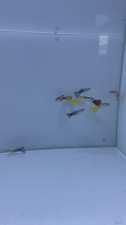 Guppy-Assorted Male
