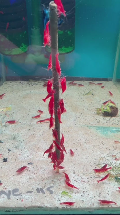 Shrimp-Orange Eye Red Demon