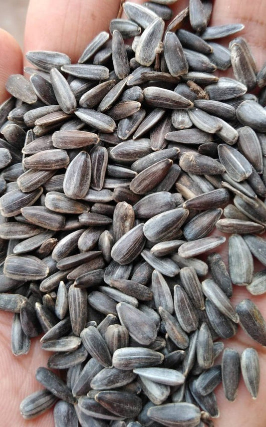 Sunflower Seeds - 2kg