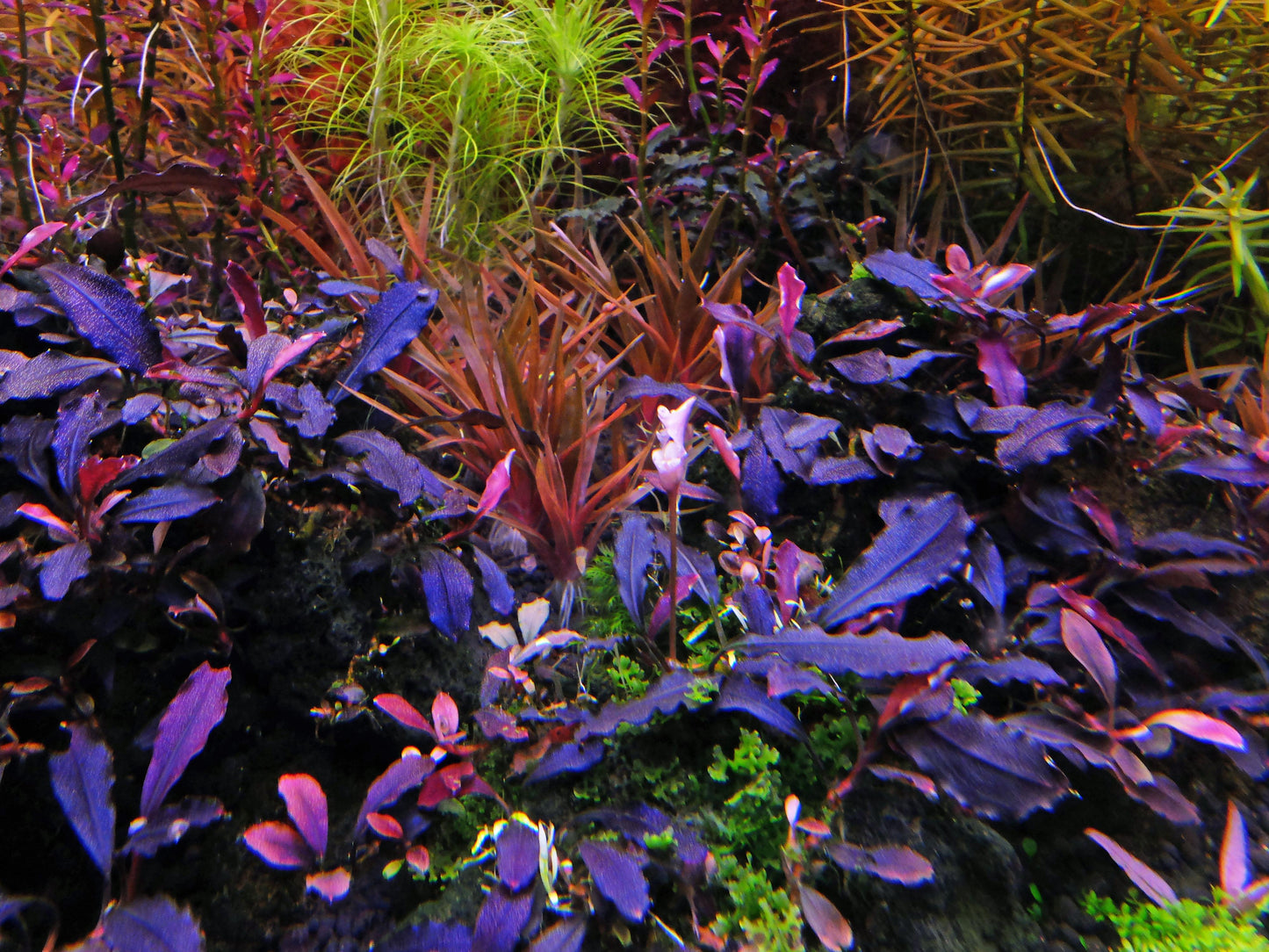 Bucephalandra Portions- 80mm Tub