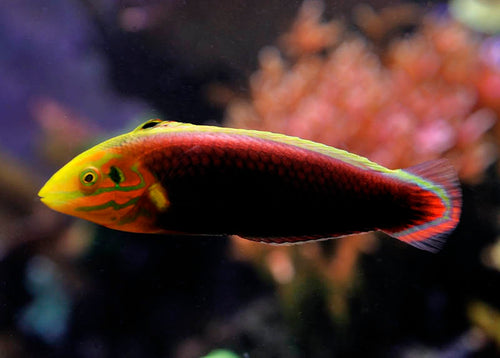 Radiant Wrasse (+-5cm)