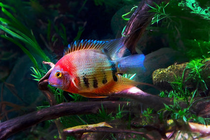 Cichlid-Red Neck Severum(50-60mm)
