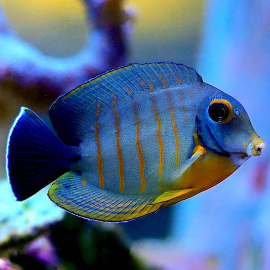 Mimic Tang