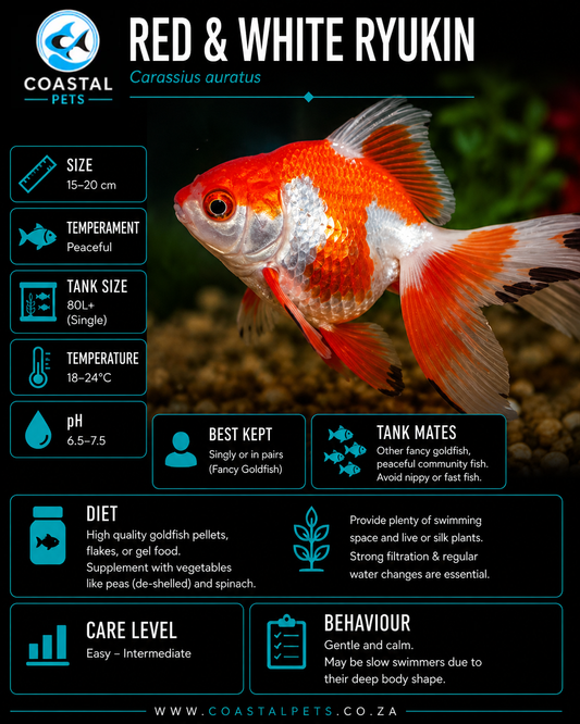 Goldfish-Red & White Ryukin(30-40mm)