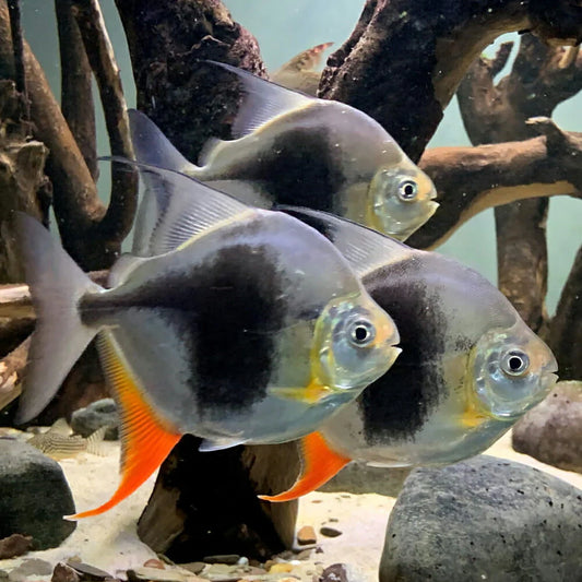 Blackberry Silver Dollar (30-40 mm)