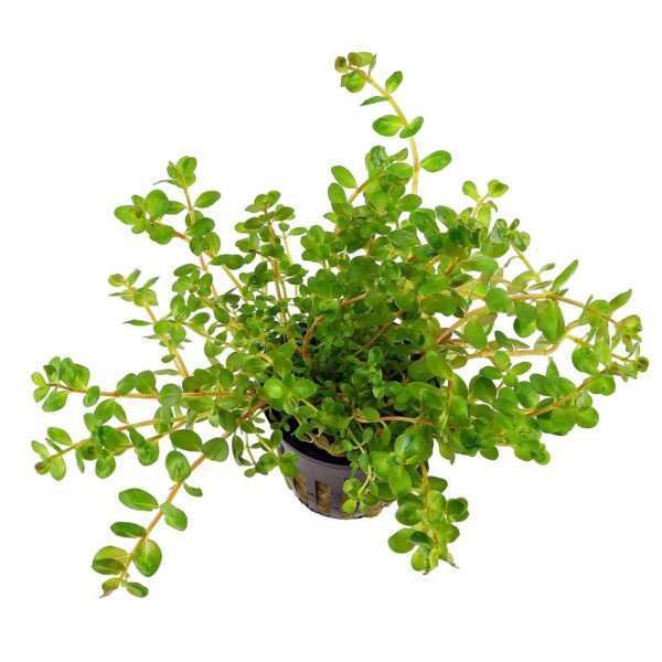 Rotala - Local