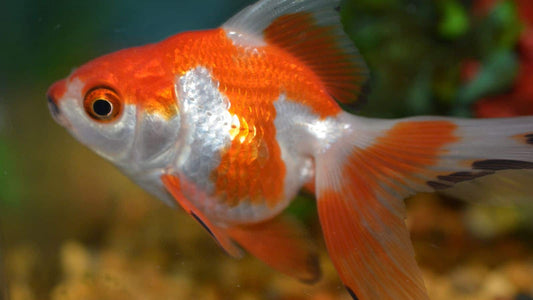 Goldfish-Red & White Ryukin(30-40mm)