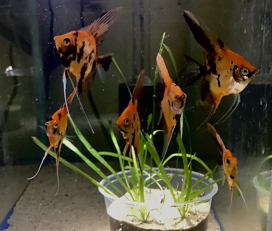 Angel-Super Koi  (High-Orange)