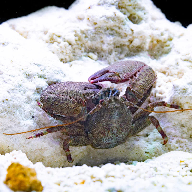 Purple Claw Porcelain Crab