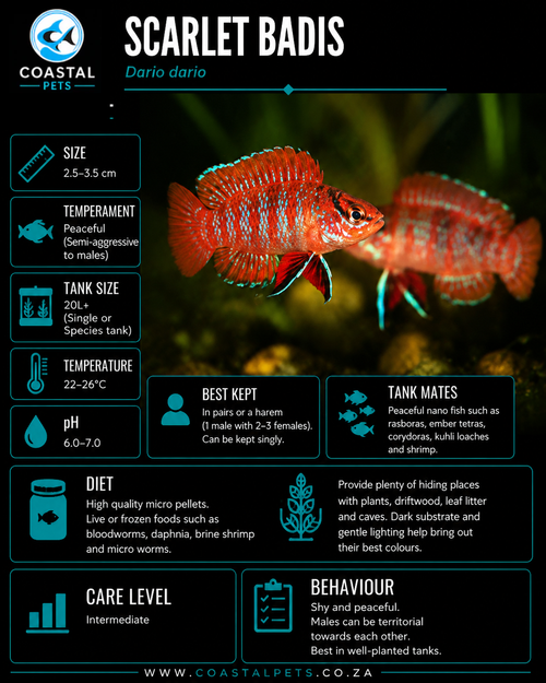 Scarlet Gem Badis