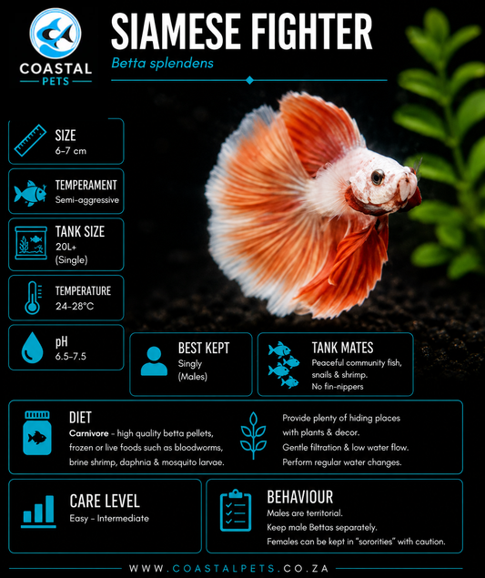 Betta-Full Moon Betta