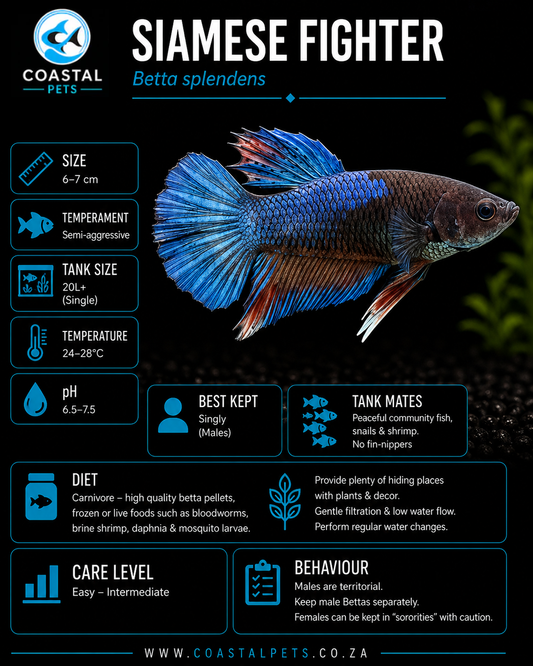 Betta-Male Plakat 4