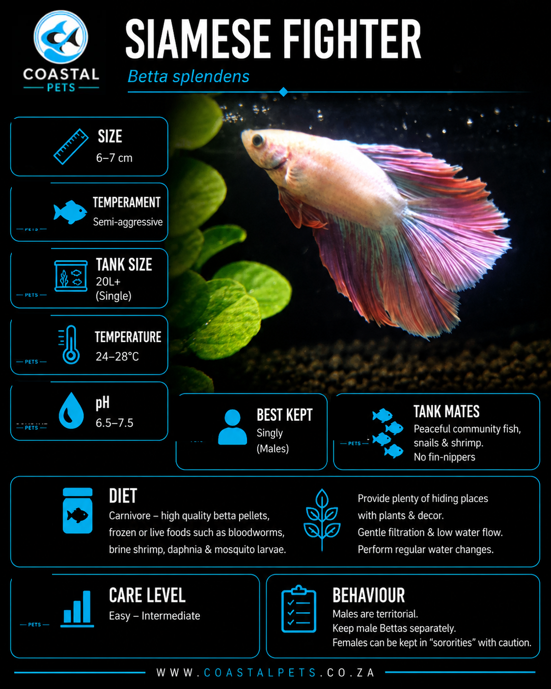 Betta-Full Moon Betta