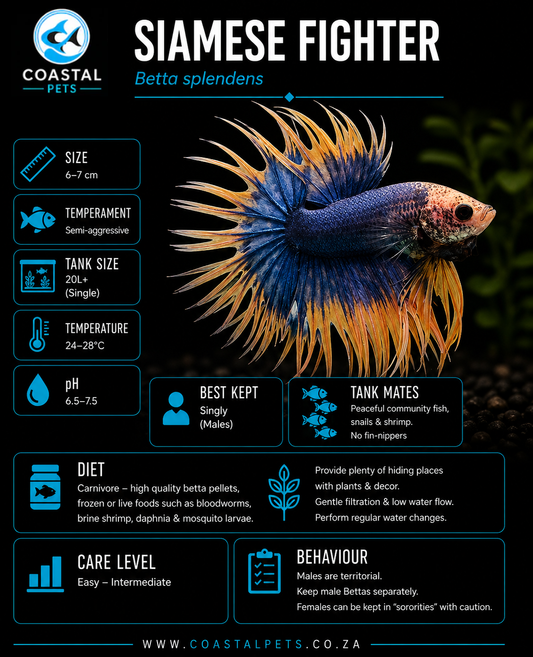Betta-Blue & Gold Crowntail