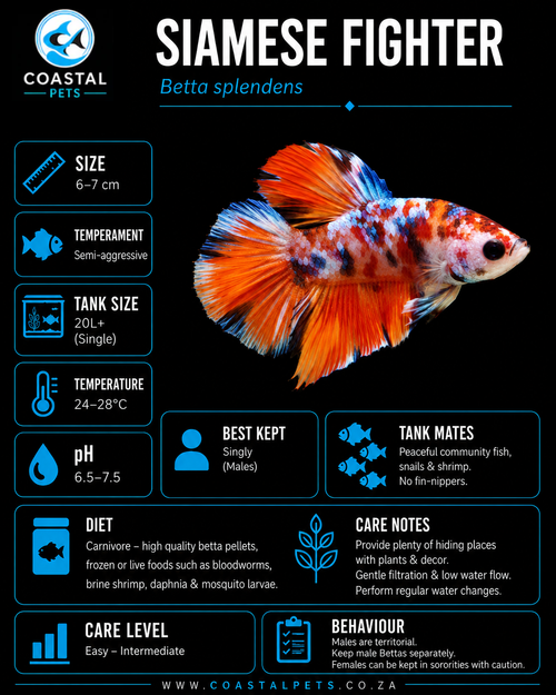 Betta-Koi Plakat AAA Grade