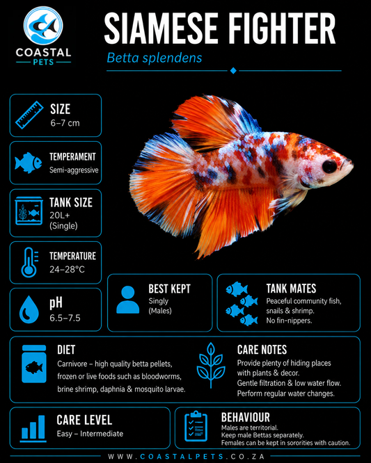 Betta-Koi Plakat AAA Grade