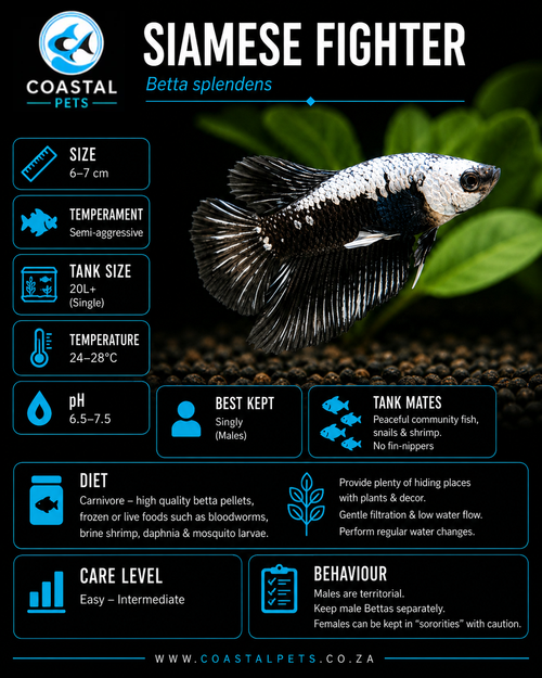 Betta-Black Samurai Male