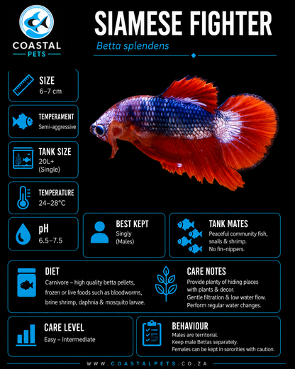 Betta-Plakat Halfmoon AAA Grade