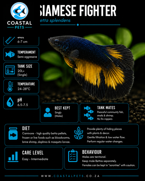 Betta-Super Delta Mustard Gas