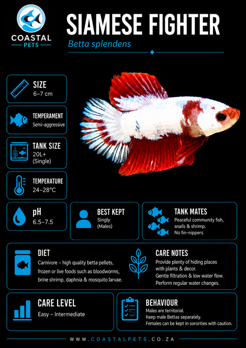Betta-Plakat Halfmoon AAA Grade