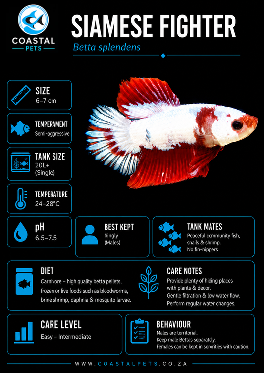 Betta-Plakat Halfmoon AAA Grade