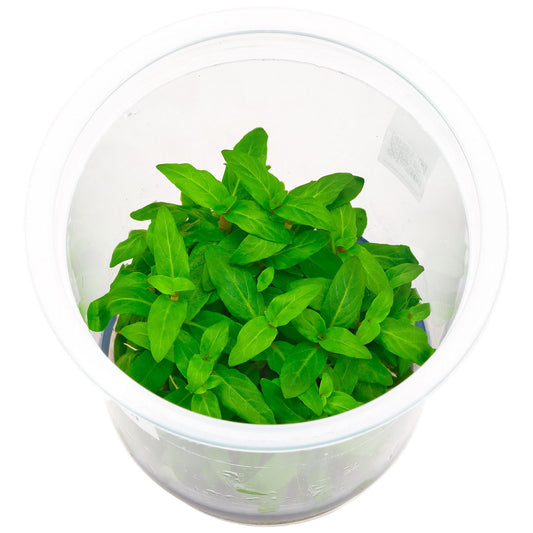 ADA - Staurogyne Repens