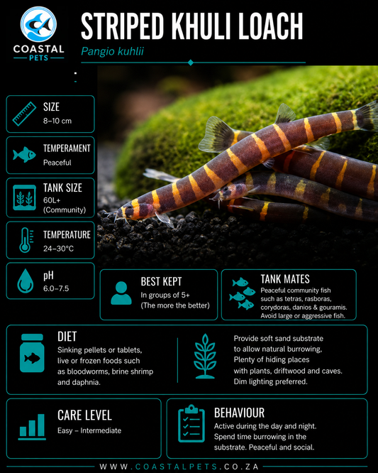 Loach-Striped Kuhli (L)