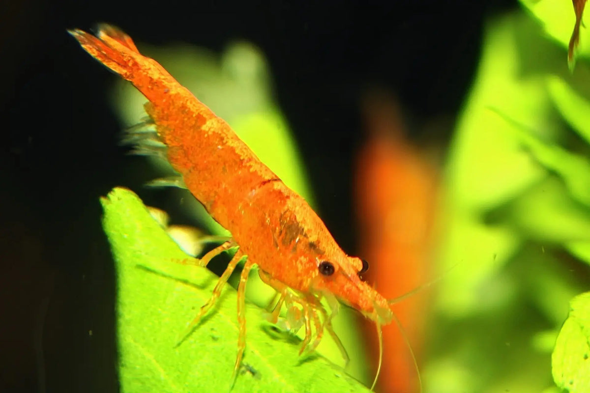 Shrimp-Orange Sunkist