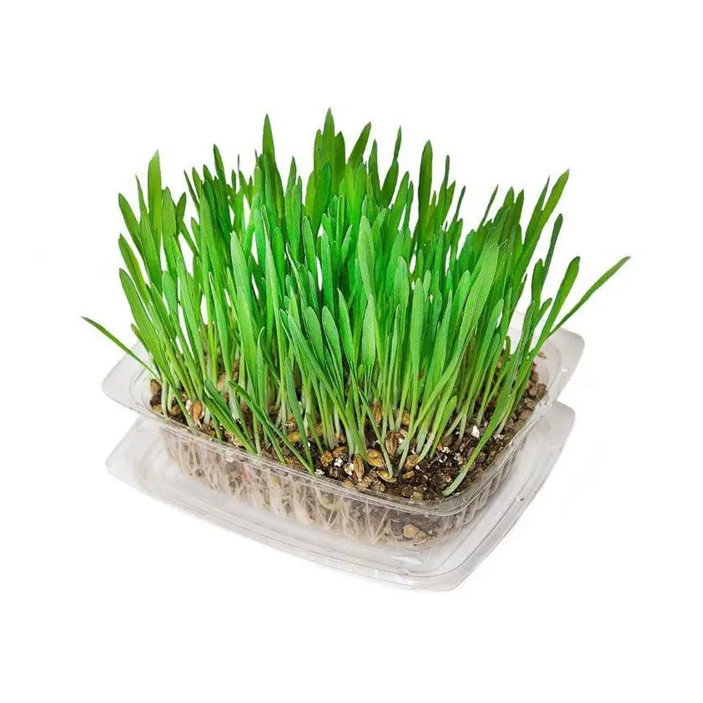 Robalon Pet Grass 4pc Set