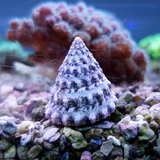 Pyramid snail XL
