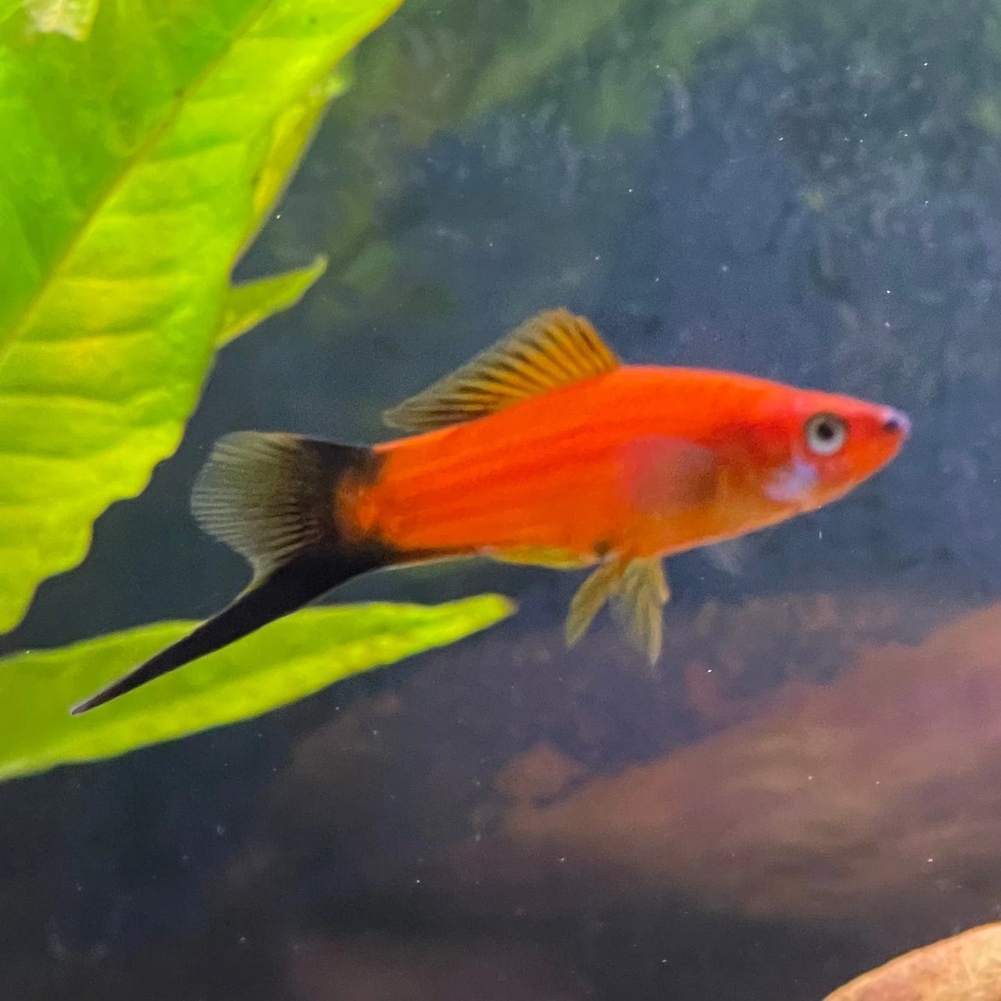Swordtail(40-60mm)