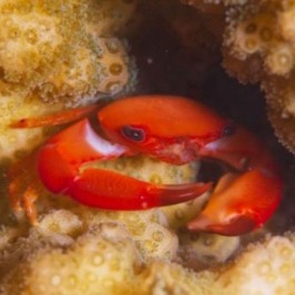 Red Stylophora Crab