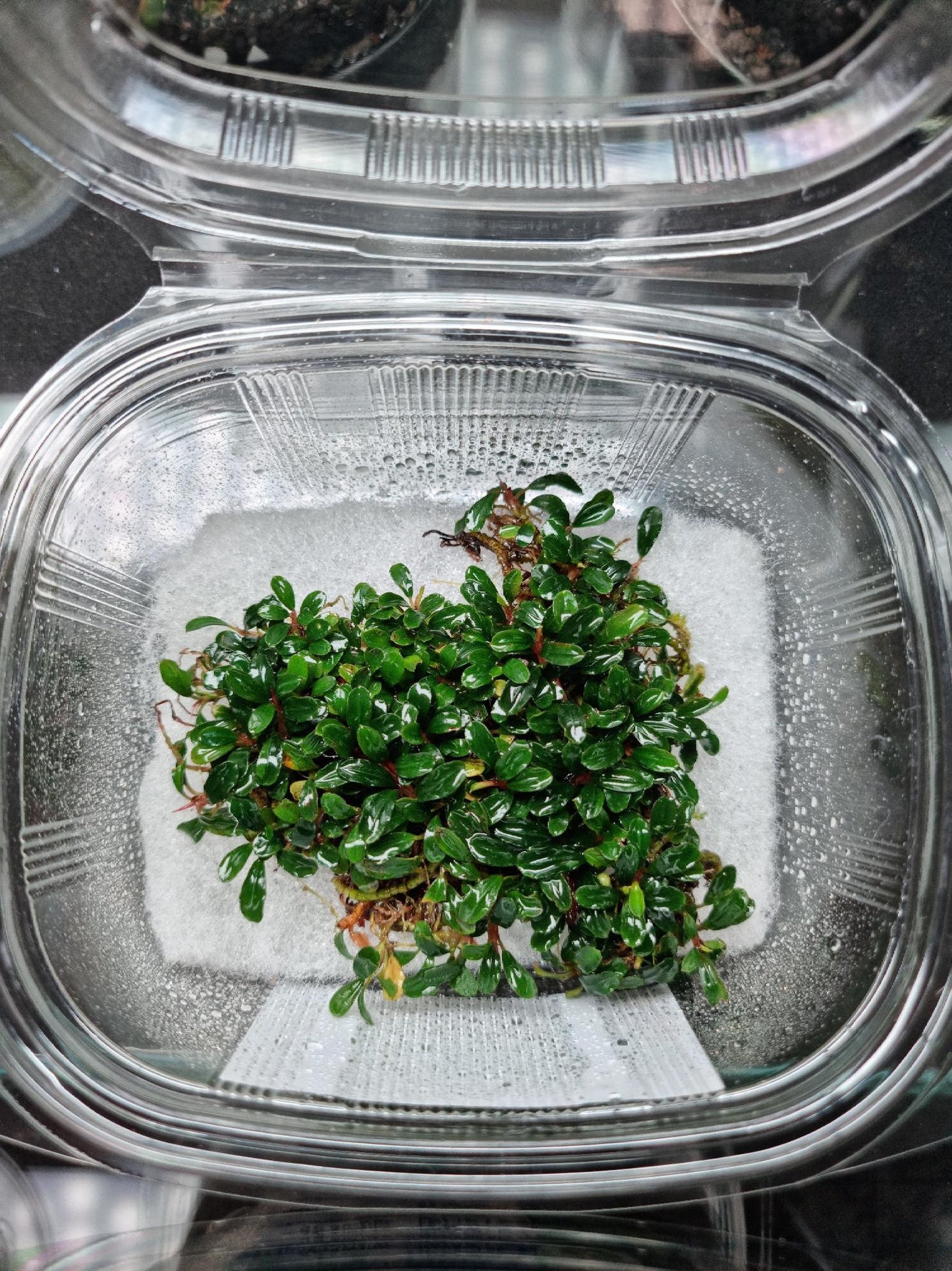 Bucephalandra Brownie Sugar