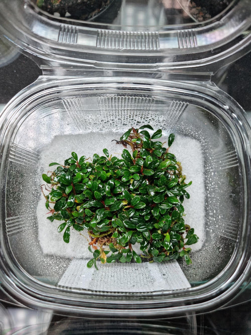 Bucephalandra Brownie Sugar