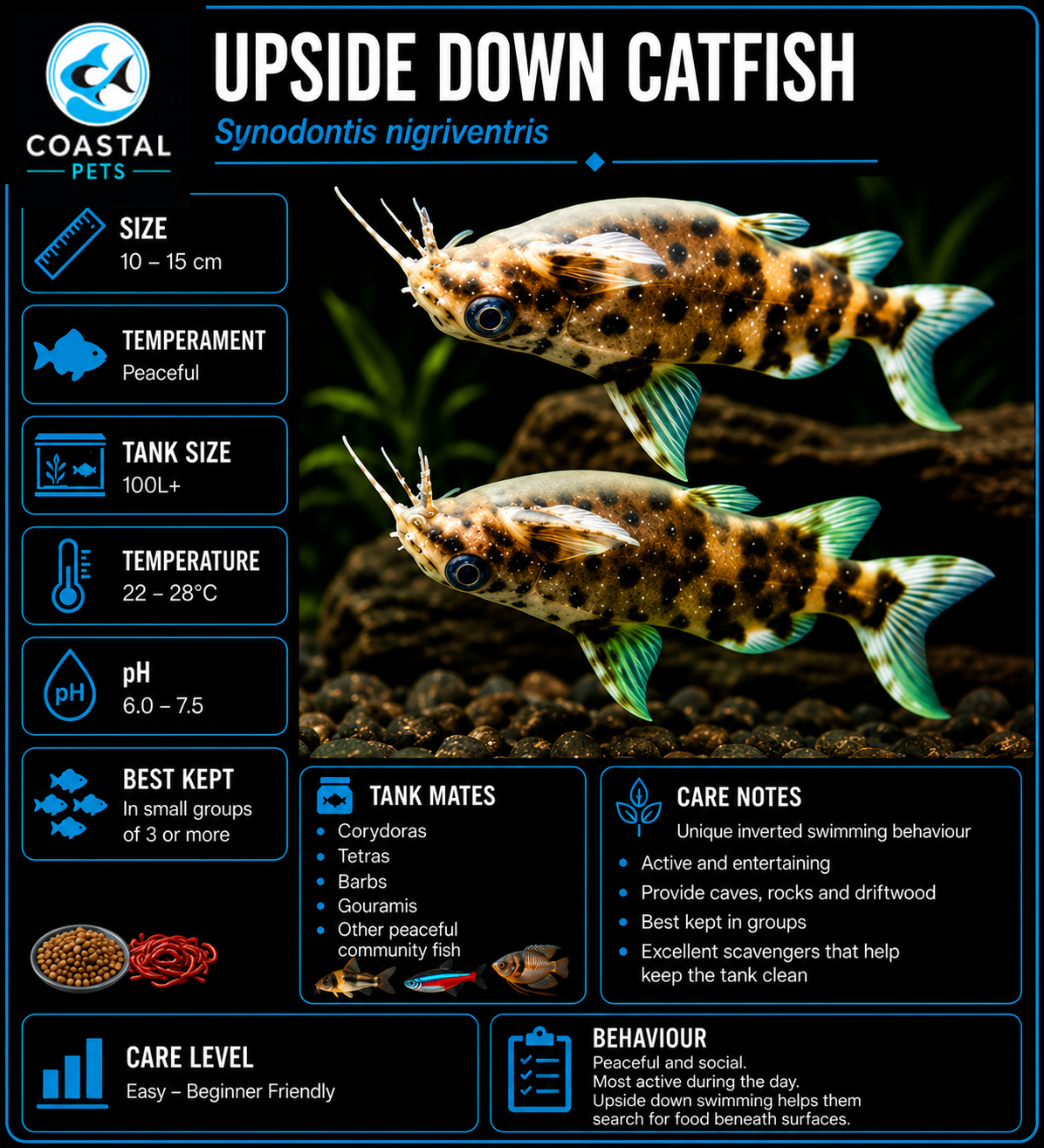Upside Down Catfish