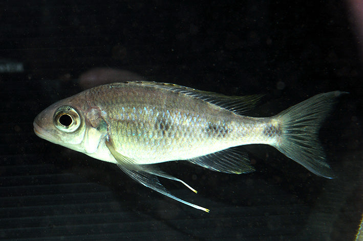 Cichlid-Ventralis