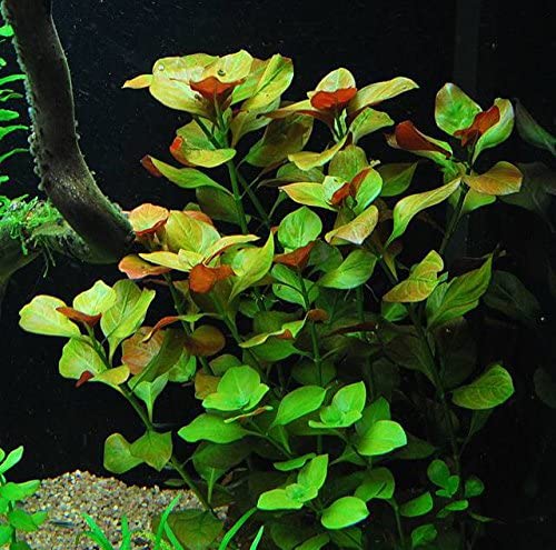 Ludwigia - Local