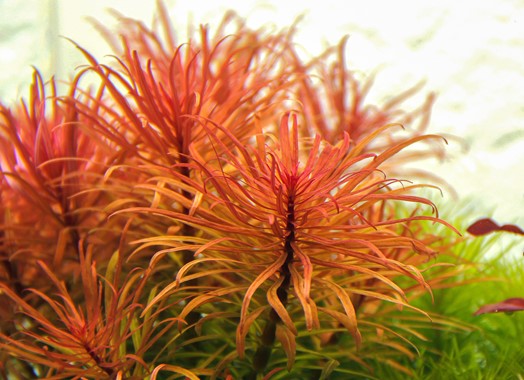 Ludwigia - Local