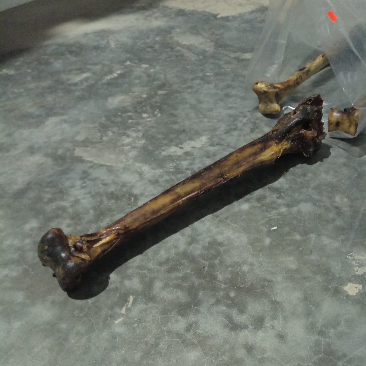 Ostrich Bones