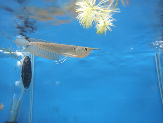 Silver Arowana - 10-14cm