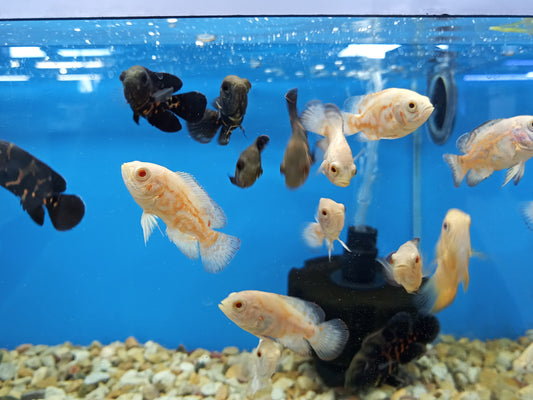Cichlid-Oscar 60-80mm