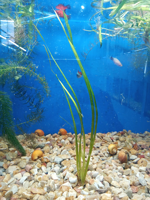 Vallisneria / Strand