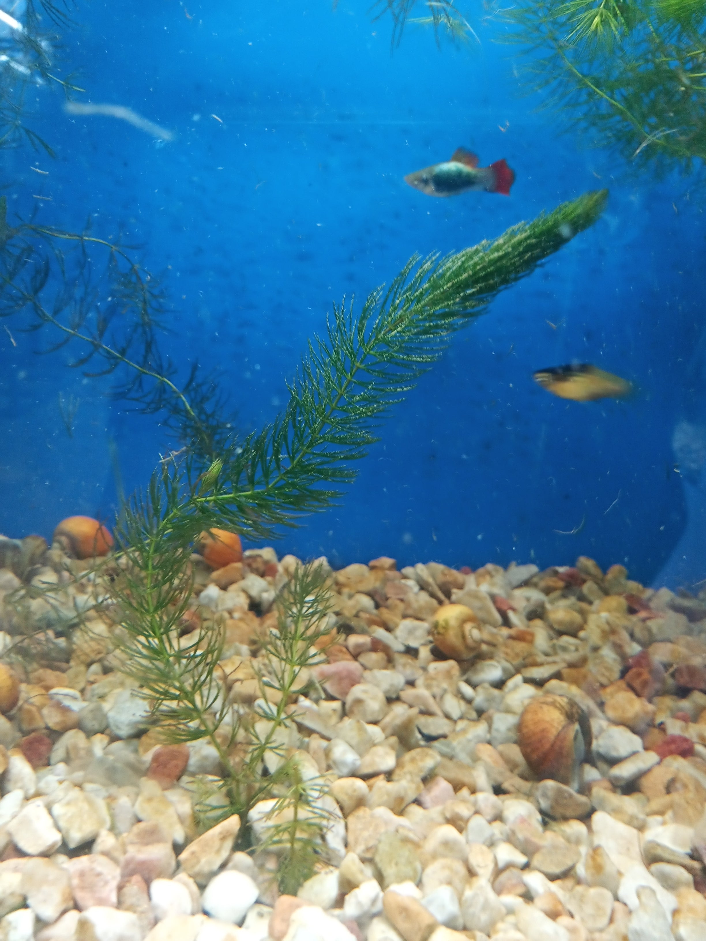 Hornwort Strand - 15cm