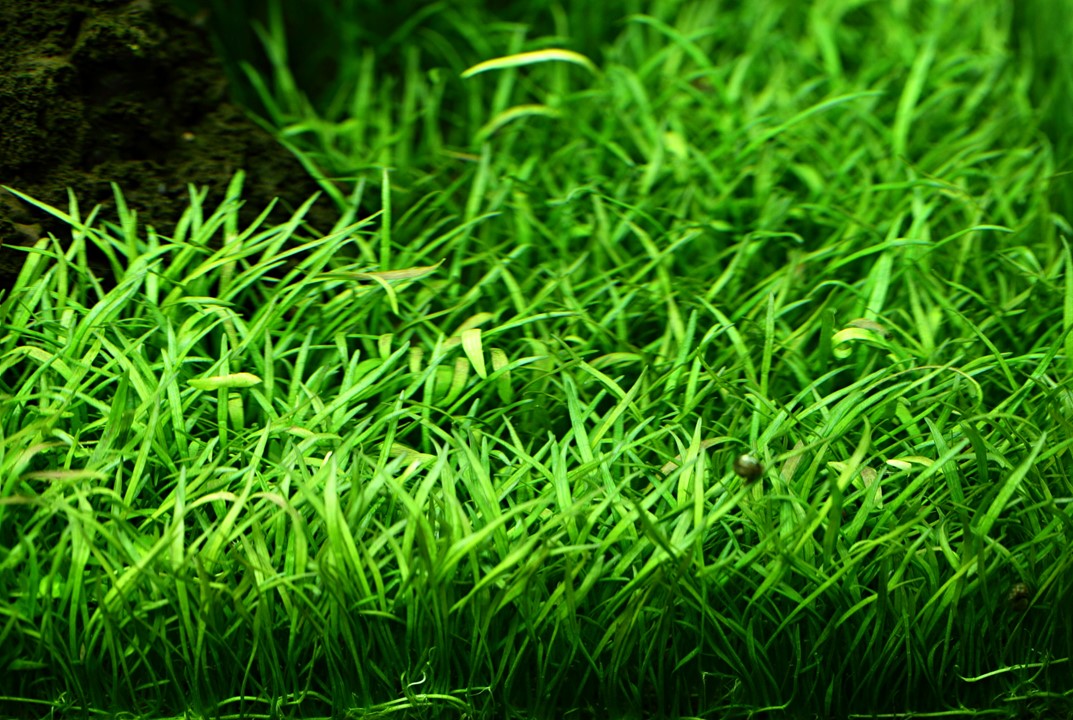 Lilaeopsis - Local