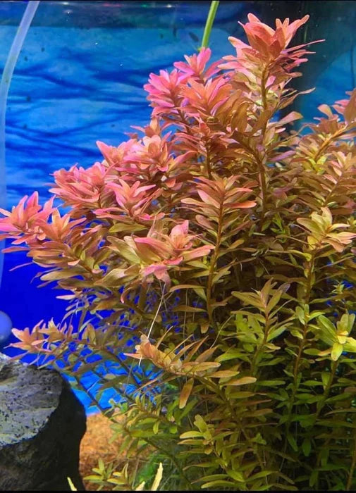 Rotala - Local