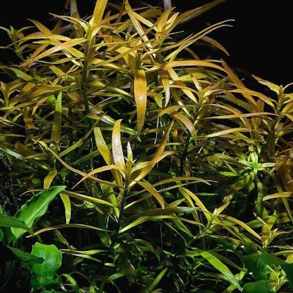 Ludwigia - Local