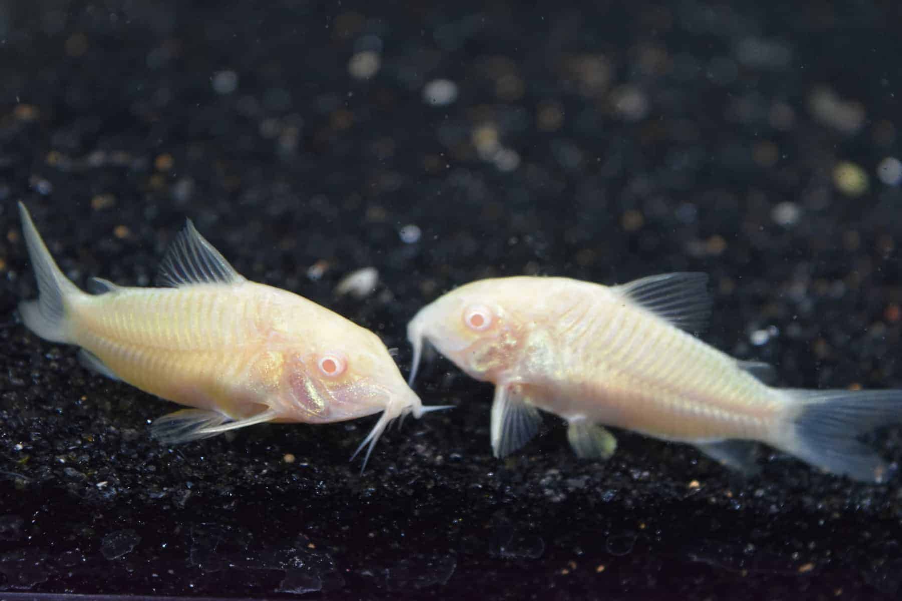 Corydoras-Albino