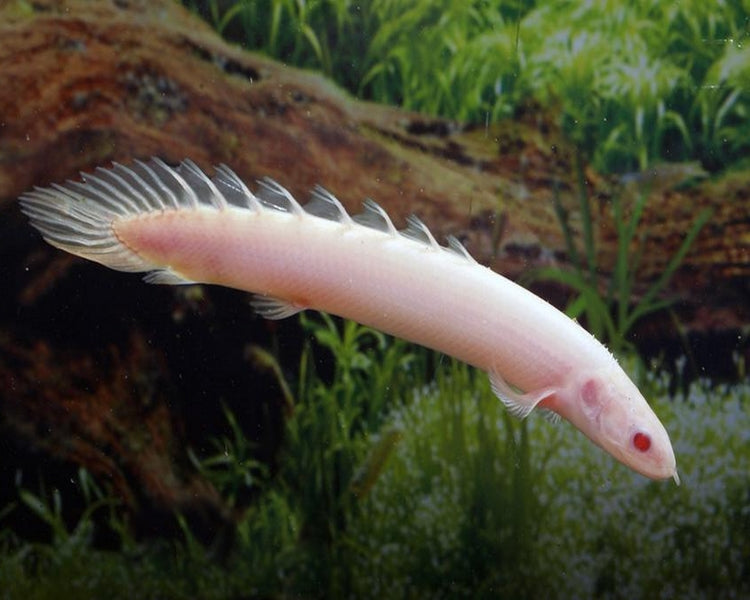 Polypterus Cuvier's Bichir