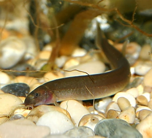 Loach-Black Kuhli