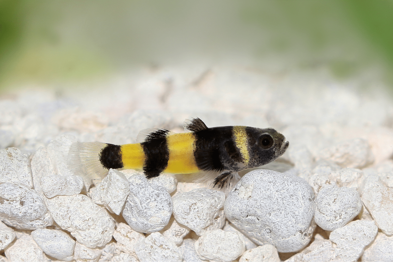 Goby-Bumblebee